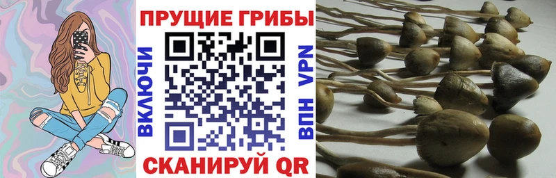 Псилоцибиновые грибы прущие грибы  сколько стоит  Дегтярск 